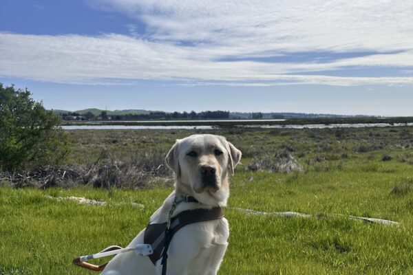 Prosecco sitting in harness on a gravel path with greenery and a blue sky in the background.