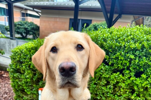 Tangier is wearing his harness and is looking up towards the camera. He is sitting on a bench, and there is a big green bush in the background.
