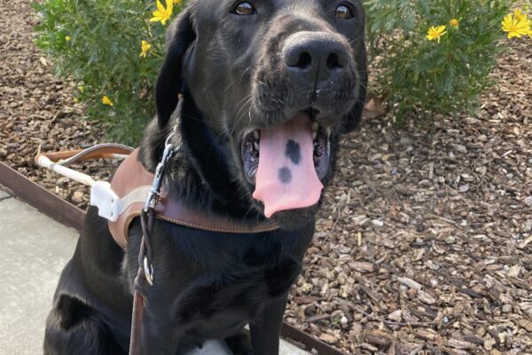 Groovy is wearing her harness and sitting with her mouth wide open and yawning. Her pink tongue has two dark spots and is visible. So cute!