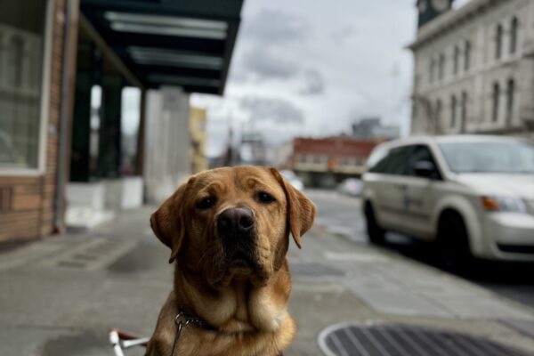 Andrew, a yellow Labrador Retriever, is sitting in harness and staring into the camera. He is sitting in the middle of a sidewalk in downtown Petaluma and buildings are visible.