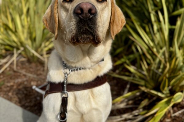 Belen, a yellow Labrador Retriever, is sitting in harness and staring into the camera. A large bush and building is visible behind her.