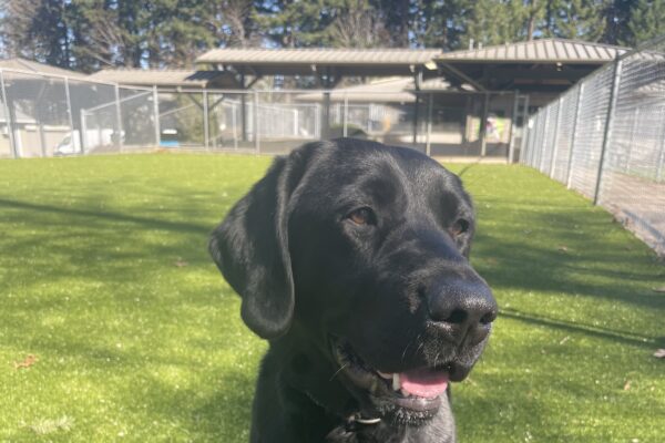 Truman, a male black Labrador/ Golden Retriever cross, sits on the grass. He is looking to the side of the camera with a happy expression on his face. There are fences in the background.