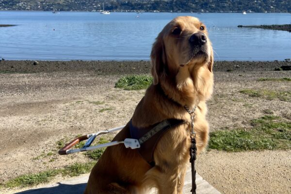 Danika is pictured sitting in harness on a wooden bench. In the background is a small beach as well as dark blue water and green hills in the distance.