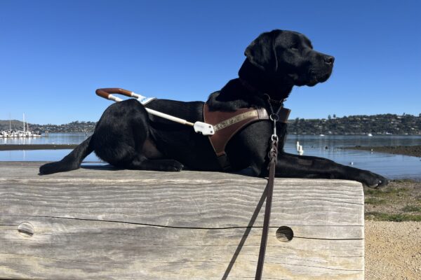 Maizie is pictured lying down in harness on a wooden bench. In the background is a small beach as well as dark blue water and green hills in the distance.