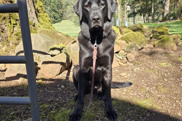 Kensington, a large, black Labrador retriever, is sitting in the backyard of his foster care home. He is sitting half in the sun and half in the shade, looking at the camera with a pile of rocks, trees, and green grass in the background.