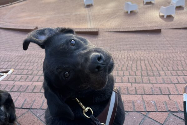 Aura, a female brindle lab, is sitting looking over her right shoulder towards the camera. Her left ear is flipped over. She is wearing her harness and is at the top of a brick staircase descending into a plaza.