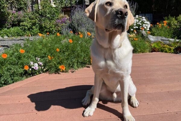 Male yellow labrador Bidwell is pictured sitting on a deck in the bright sunshine. He looks off to the right of the frame, casting a shadow behind him. Beautiful greenery and flowers including lavender, poppies, and small white blossoms can be seen in the background.