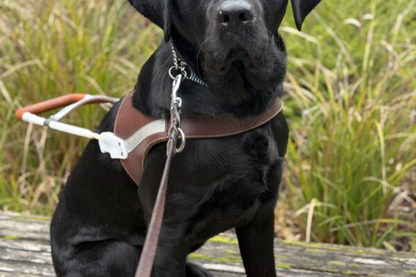 A portrait of male black Labrador Retriever, Bingo, sitting on a wooden bench in harness. He is looking at the camera and there are green and brown grasses behind him.