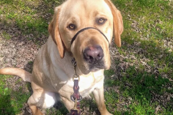 Elton is sitting outside with green grass and yellow flowers around him. He is wearing a gentle leader and looking at the camera.