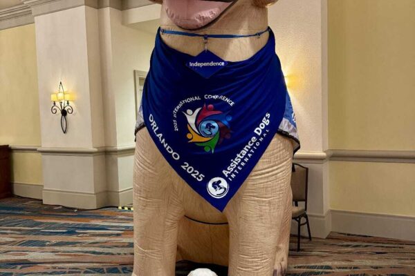 Yellow lab Empress wearing her blue service jacket sitting in front of a huge blow-up dog at an ADI conference.