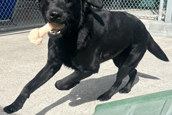 Gilligan is in motion running around a play structure with a bone in his mouth.