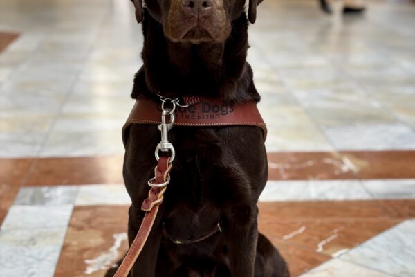Oatly sitting in harness on while and orange marble flooring.