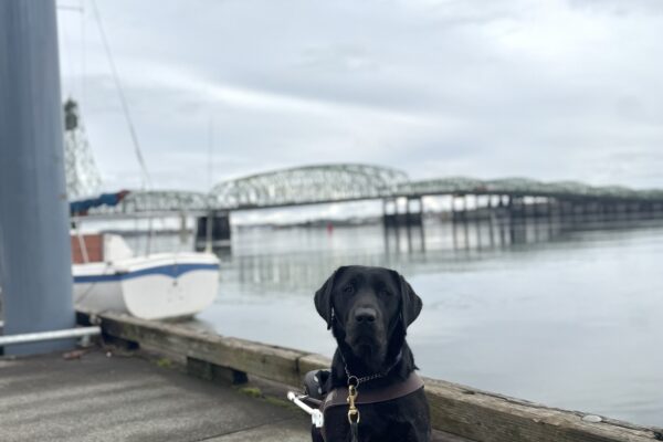 A brindle lab wearing a harness sits on a paved walkway near the water. In the background, there is a docked sailboat, a calm body of water, and a large bridge stretching across the scene under an overcast sky.