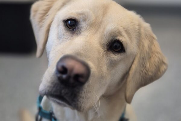 Up close photo of yellow Lab Leaf's face, her head is slightly tilted