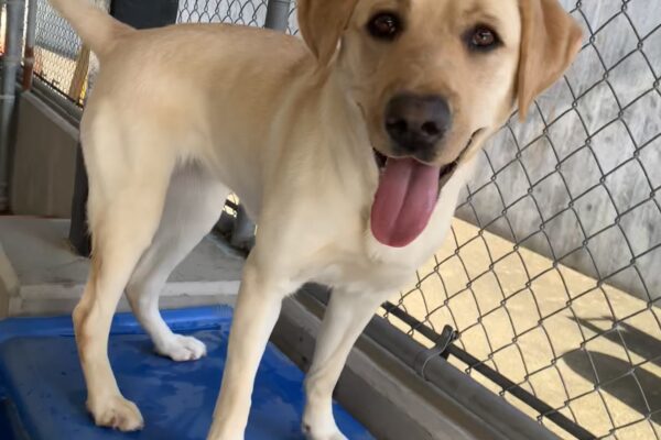 Female yellow lab "Milan" is seen standing on top of a blue play structure outside on a sunny day. She is looking towards the camera with a giant smile on her face, tail mid-wag.