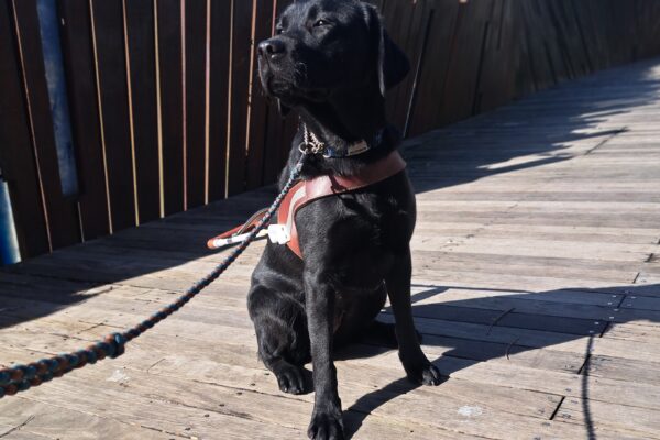 Black lab (Minnow) sits in harness looking away from the camera as the sun hits her face. A bronze/brown metal fence in the background.