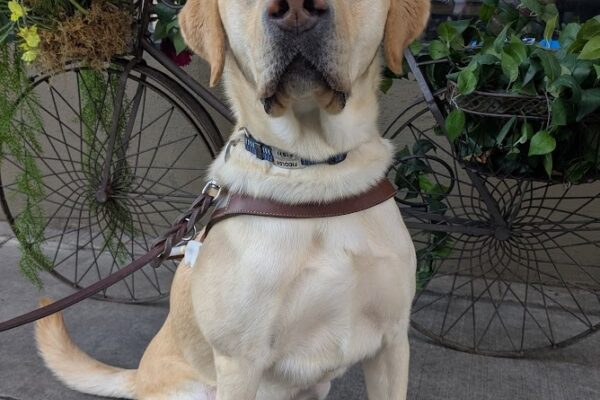Fiddler sits in front of an iron bike statue that has flowers and ivy along the frame. He is looking at the camera and is wearing his leather guide dog harness.