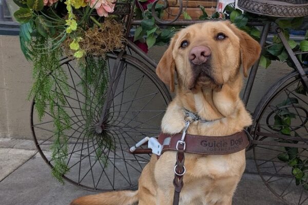 Tater sits in front of an iron bike statue that has flowers and ivy placed along the frame. He is looking right at the camera and is wearing his leather Guide Dogs for the Blind harness.