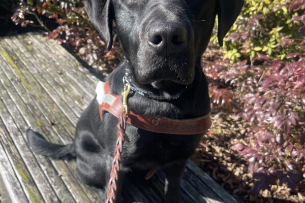 Pascal, a male black labrador, sits on a wooden bench in front of some shrubs. He is wearing his new uniform, a GDB leather harness.