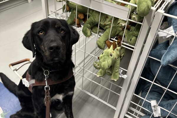 Picard, a male brindle lab, sits in front of a display of dinosaur stuffies.