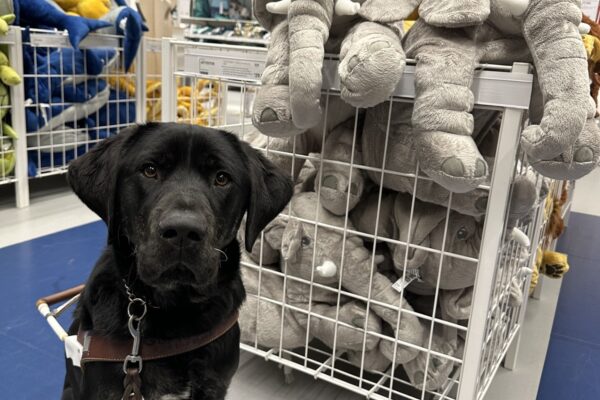 Pomelo, a male brindle lab, sits in front of a display of elephant stuffies.