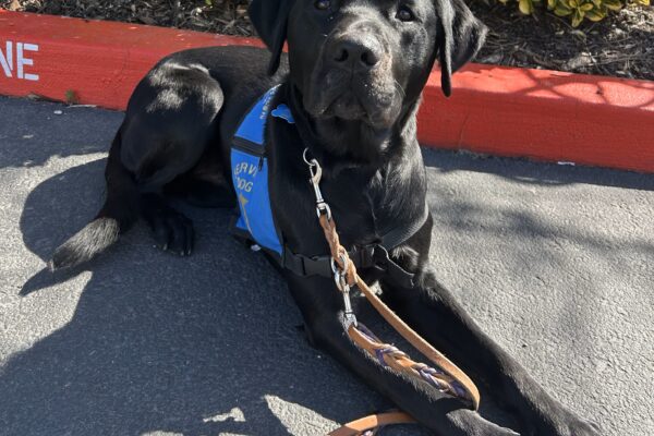 Black lab Steve is laying down outside by the NICST building wearing his blue service dog jacket.