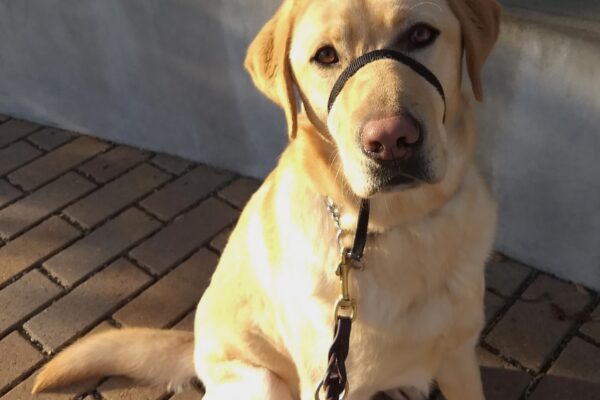 Yellow lab Timber is sitting outside facing the camera wearing a gentle leader with his leash attached.