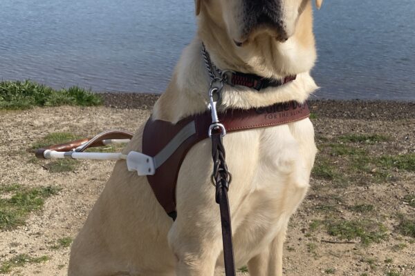 Yellow Lab Wingman is sitting on a wooden bench while wearing his harness. Behind him is some dirt and grass leading toward the blue water of the SF Bay. Such a photogenic guy.