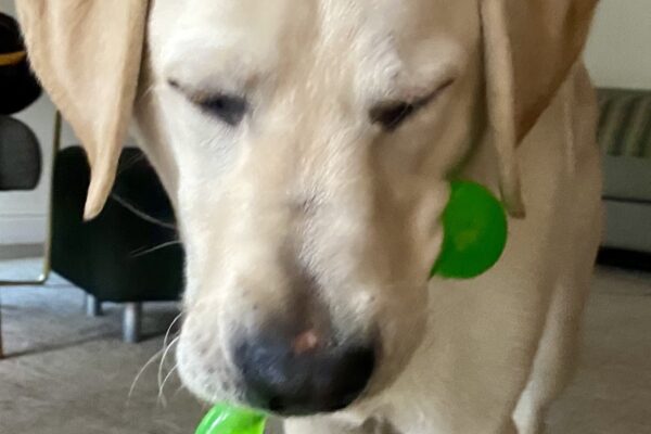 Yellow lab Cowboy is close to the camera with his eyes closed, playing with a green toy.