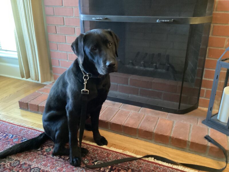 Milagro, a black labrador retriever, is sitting nex to the fireplace while in foster care.