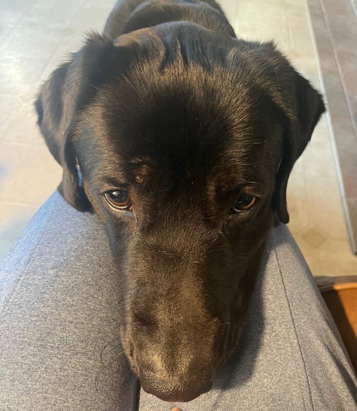 Black lab Norway doing a chin rest behavior on his handler's lap.