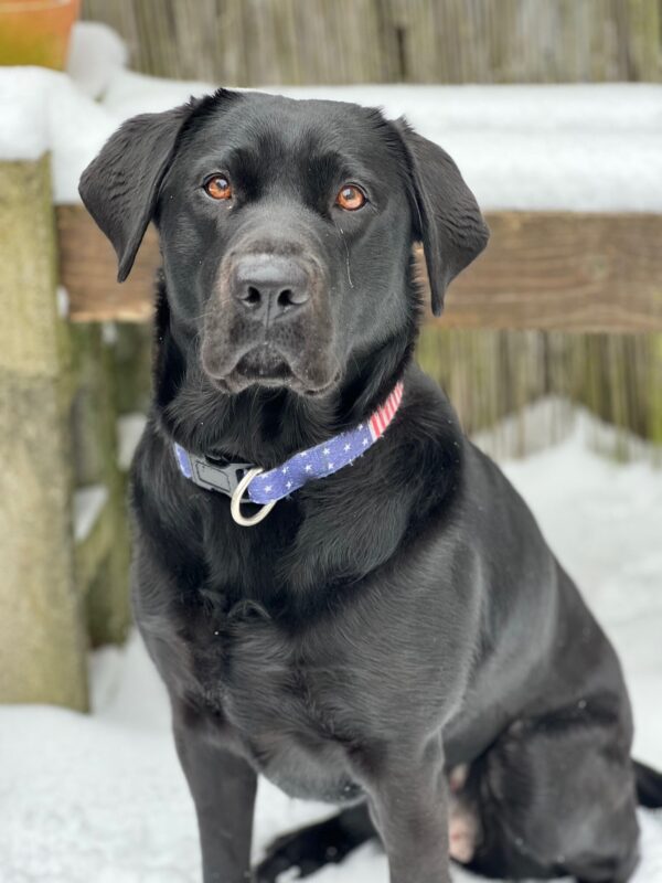Black Lab Cinder sitting in front of a wooden fence, there is snow on the ground and railings of the fence. She is wearing an american flag themed collar.