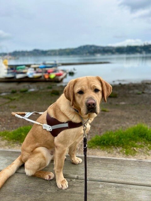 Arrow is sitting on a wooden bench wearing his guide dog harness looking at the camera. In the background is a body of water and a dock with colorful kayaks stacked on it.