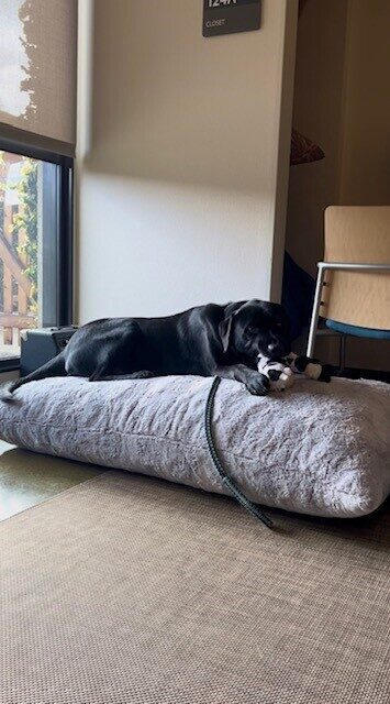 Norris is laying indoors on a large grey dog bed (several inches thick) playing with a black and white soft toy. Behind him is a window shining sunlight on him and he has a short teal and black drag line attached to his collar.