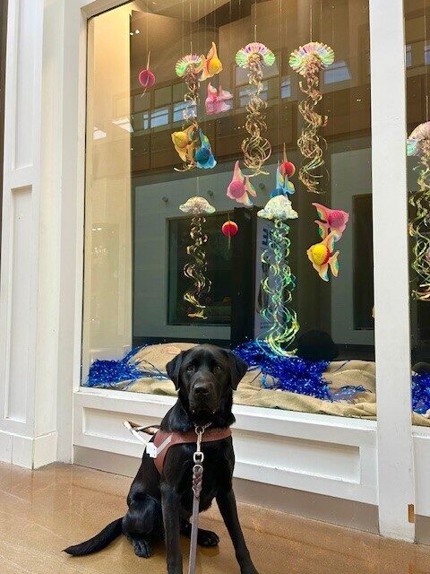 Norris is sitting in front of a colorful store display wearing his guide dog harness and looking at the camera. The display contains colorful tropical fish made out of paper and colorful jellyfish made out of shiny streamers.
