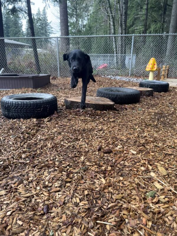 <p>Theron, a male black Lab/Golden cross, is playing in one of our play yards on the Oregon campus. He is mid air jumping over a stump as he runs toward the camera.</p>