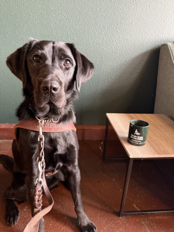 <p>Theron, a male black Lab/Golden cross, sits in his guide dog harness in a coffee shop. He is attentively looking at the camera and on the table next to him is a Guide Dogs for the Blind coffee mug.</p>