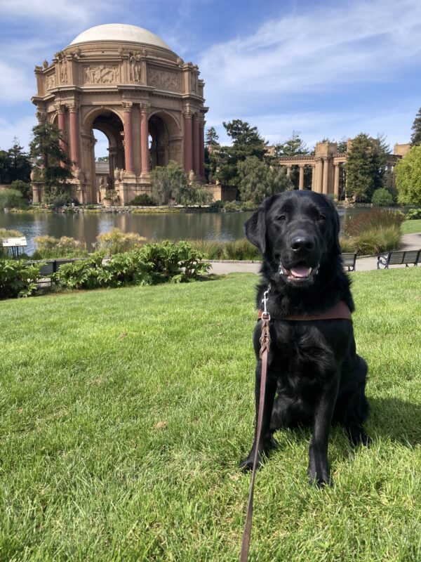 Vector sits in harness, mouth open and tongue out, in front of the Palace of Fine Arts.