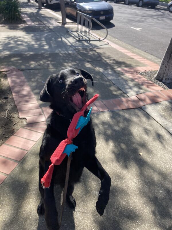 Vector is mid-catch of a red, three-segment dog toy. His mouth is open and his eyes are looking down toward the toy that is in the air.