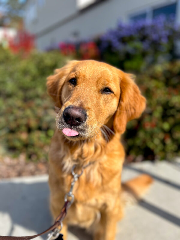 Ramen sits on a sunny walkway in front of flowery bushes on campus, head tilted to one side and teeny pink tongue poking out