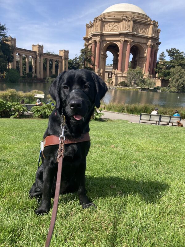 Lively sits in harness in front of the Palace of Fine Arts.