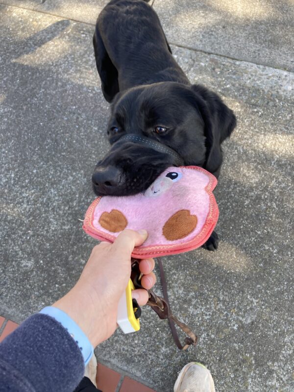 Lively plays tug with her instructor using a pink soft toy.