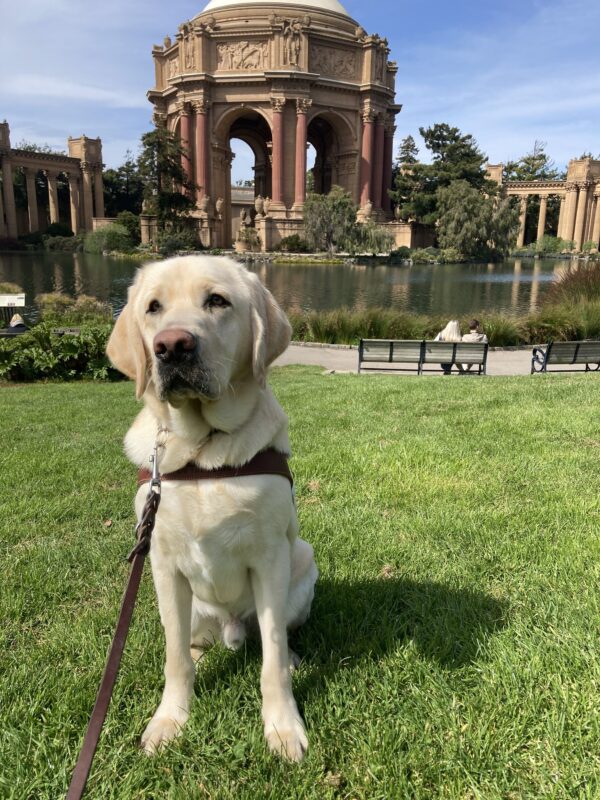 Noble sits in harness in front of the Palace of Fine Arts.