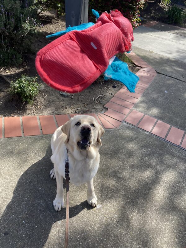 Noble sits, looking up towards an incoming dog toy, ready to grab it from the air.