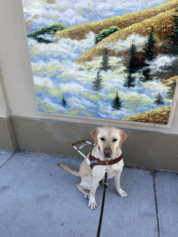 Finnegan is wearing a guide dog harness and is sitting in front of a large painting. The painting depicts several hills with redwood trees and heavy fog.