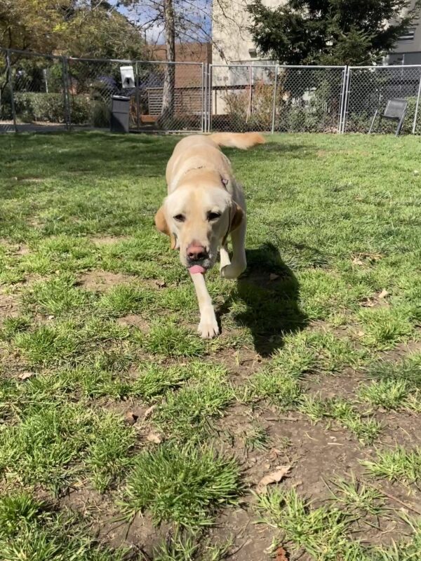 Finnegan is running towards the camera in a grass yard with his tongue out and tail wagging.