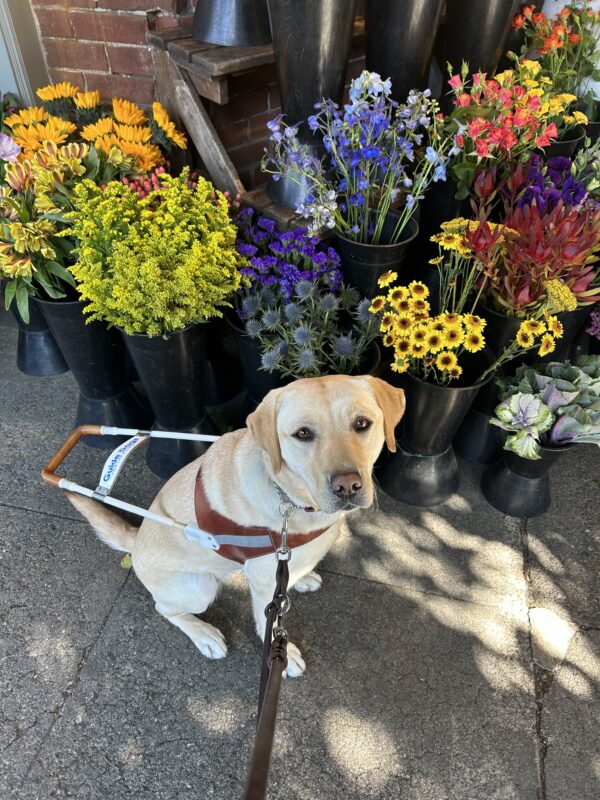 Fuchsia is wearing a guide dog harness and looking up at the camera. She is seated on the sidewalk in front of several large buckets of blooming flowers.