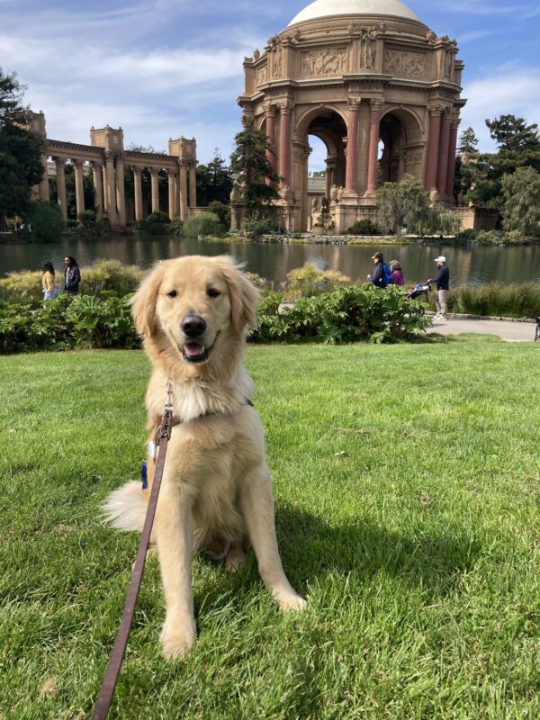 Rupert sits in harness in front of the Palace of Fine Arts.