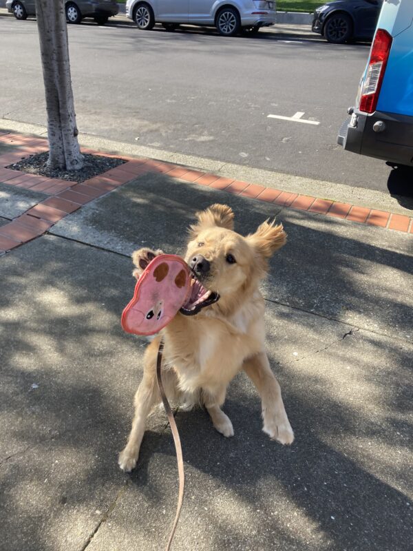 Rupert is mid-catch of soft pink toy. His eyes are on the toy and his ears are in the air!