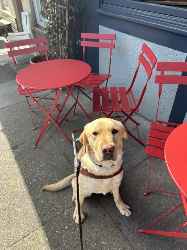 Sycamore is sitting in front of a red café table and chairs. He is wearing a guide dog harness and looking up at the camera.